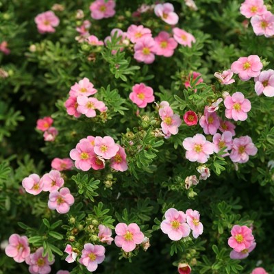 Potentilla True Pink C2